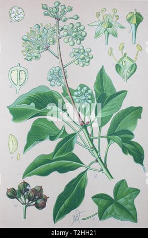 Edera comune (Hedera helix), Illustrazione storico dal 1885, Germania Foto Stock