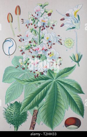 Ippocastano (Aesculus hippocastanum), Illustrazione storico dal 1885, Germania Foto Stock