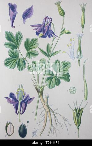 Aquilegia comune (Aquilegia vulgaris aquilegia alpina), Illustrazione storico dal 1885, Germania Foto Stock