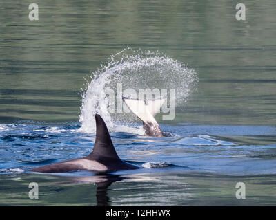 Resident Killer Whale, Orcinus orca, coda buttare in Chatham Strait, a sud-est di Alaska, Stati Uniti d'America Foto Stock