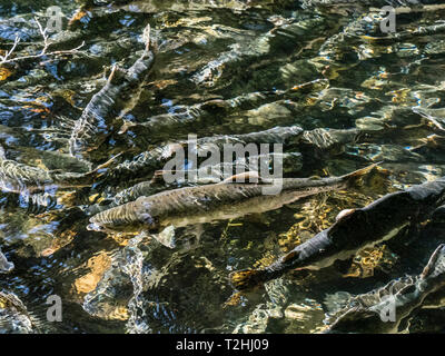 Adulto rosa salmone, Oncorhynchus gorbuscha, tornando al fiume indiano di spawn vicino a Sitka, Alaska, Stati Uniti d'America Foto Stock