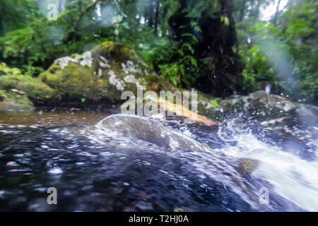 Vista di un maschio di rosa salmone, Oncorhynchus gorbuscha, nel fiume indiano la deposizione delle uova nei pressi di Sitka, Alaska, Stati Uniti d'America Foto Stock