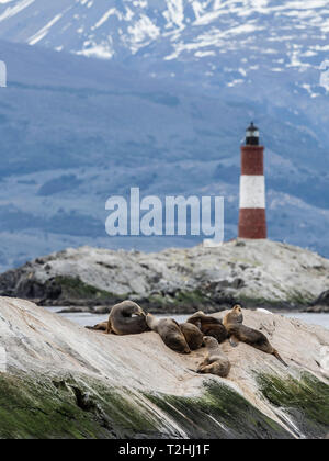 Sud Americana di leoni di mare, Otaria flavescens, su un piccolo isolotto nel Canale del Beagle, Ushuaia, Argentina, Sud America Foto Stock