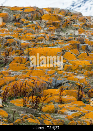 Eleganti i licheni, Arancione Mare Lichen, Caloplaca marina, che copre la superficie di un piccolo isolotto nel Canale del Beagle, Ushuaia, Argentina, Sud America Foto Stock