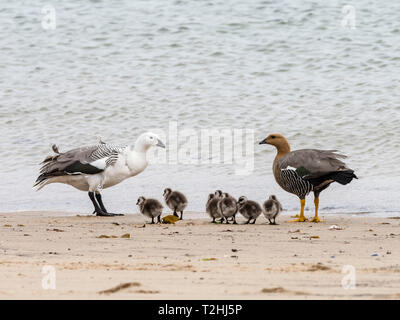 Una coppia di oche montane, Chloephaga picta, con goslings sulla nuova isola, Isole Falkland, Sud Atlantico Foto Stock