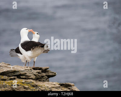 Nero-browed albatross, Thalassarche melanophris, corteggiamento sulla nuova isola, Isole Falkland, Sud Atlantico Foto Stock