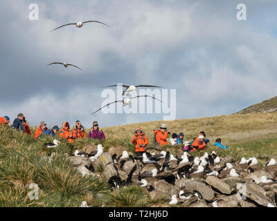 Nero-browed albatross, Thalassarche melanophris, in volo vicino ai turisti in West Point Island, Isole Falkland, Sud Atlantico Foto Stock