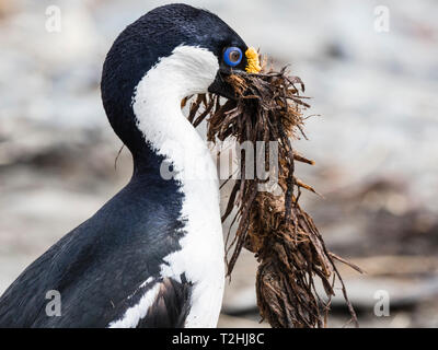 Adulto blue-eyed shag, Leucocarbo atriceps, la raccolta di materiale di nidificazione al porto sull'oceano, Isola Georgia del Sud, Oceano Atlantico Foto Stock