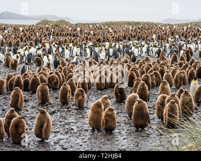 Ragazzo Oakum pinguino reale pulcini, Aptenodytes patagonicus, tra gli adulti a Salisbury Plain, Isola Georgia del Sud, Oceano Atlantico Foto Stock