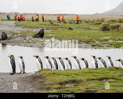 Adulto re pinguini, Aptenodytes patagonicus, tra i turisti in Fortuna Bay, Isola Georgia del Sud, Oceano Atlantico Foto Stock