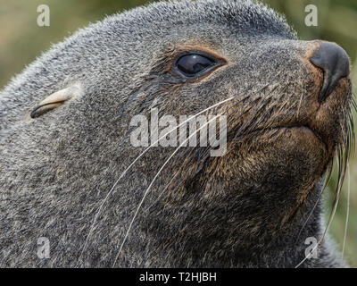 Adulto bull Antartico pelliccia sigillo, Arctocephalus gazella, testa dettaglio a Ocean Harbour, Isola Georgia del Sud, Oceano Atlantico Foto Stock