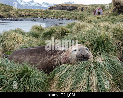 Adulto bull Elefante marino del sud, Mirounga leonina, in tussock erba, Jason Harbour, Isola Georgia del Sud, Oceano Atlantico Foto Stock