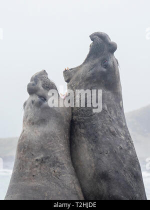 Adulto bull elefante meridionale guarnizioni, Mirounga leonina, la lotta per il territorio nel porto di oro, Isola Georgia del Sud, Oceano Atlantico Foto Stock