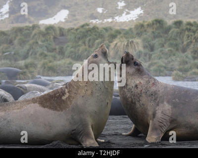 Toro giovane elefante meridionale guarnizioni, Mirounga leonina, la lotta per il territorio nel porto di oro, Isola Georgia del Sud, Oceano Atlantico Foto Stock