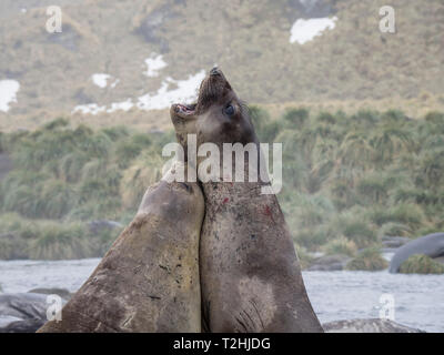 Toro giovane elefante meridionale guarnizioni, Mirounga leonina, la lotta per il territorio nel porto di oro, Isola Georgia del Sud, Oceano Atlantico Foto Stock