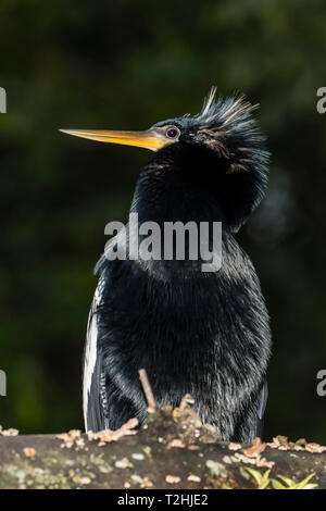 Un maschio adulto anhinga, anhinga anhinga, di notte nel Parco Nazionale di Tortuguero, Costa Rica, America Centrale Foto Stock