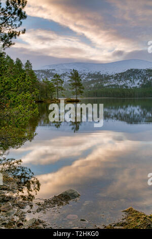 Acqua cristallina e da alberi di pino riflesso in Loch un Eilein, Cairngorms, Scotland, Regno Unito, Europa Foto Stock