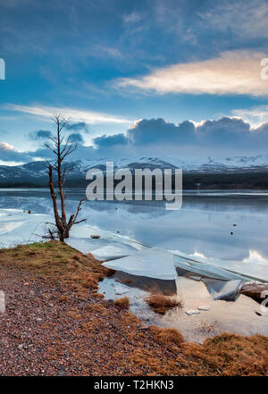 Lastre di ghiaccio in inverno severo meteo su Loch Morlich, all'alba, nel Badenoch e Strathspey area di Highland, Scotland, Regno Unito Foto Stock