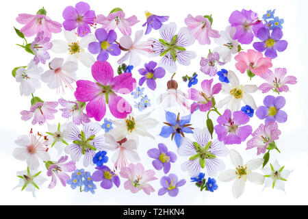 Fiori di Primavera, gerani, borrage, erbe, blu, bianco, rosa disposti su sfondo bianco Foto Stock