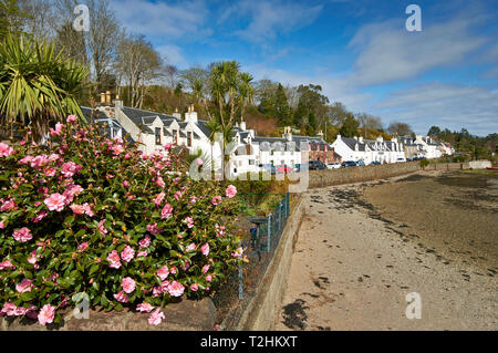 PLOCKTON LOCH CARRON WESTER ROSS SCOZIA PLOCKTON CASE E Pink Camellia fiori Foto Stock