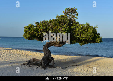 La mattina presto vista di un Divi albero su Eagle Beach di Aruba. Foto Stock