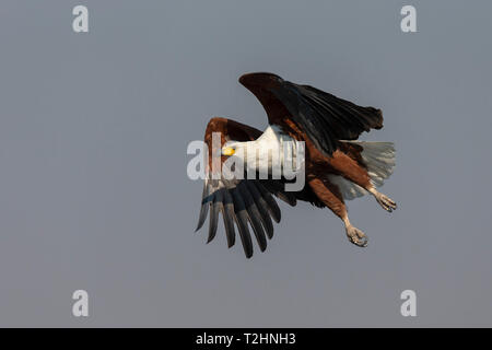 African fish eagle, Haliaeetus vocifer, fiume Chobe, Botswana, Sud Africa Foto Stock