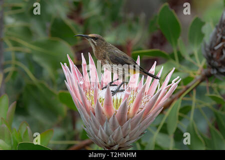 Cape sugarbird, Promerops cafer, sul re protea, Kirstenbosch National Botanical Garden, Cape Town, Sud Africa Foto Stock