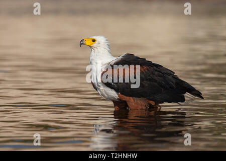 African fish eagle, Haliaeetus vocifer, balneazione, il fiume Chobe, Botswana, Sud Africa Foto Stock