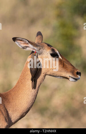 Red fatturati oxpecker, Buphagus erythrorhynchus, su impala, Aepyceros melampus, iMfolozi Game Reserve, Sud Africa Foto Stock
