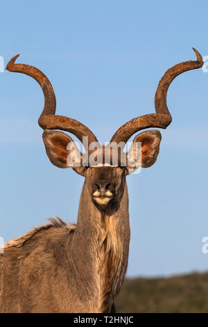 Maggiore kudu, Tragelaphus strepsiceros, Addo Elephant national park, Capo orientale, Sud Africa Foto Stock