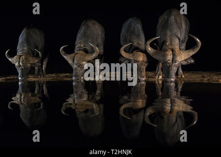 Bufali, Syncerus caffer, bere di notte, Zimanga riserva privata, KwaZulu-Natal, Sud Africa Foto Stock