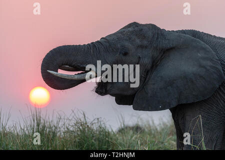 Elefante africano Loxodonta africana, al tramonto, il fiume Chobe, Botswana, Sud Africa, Agosto 2018 Foto Stock