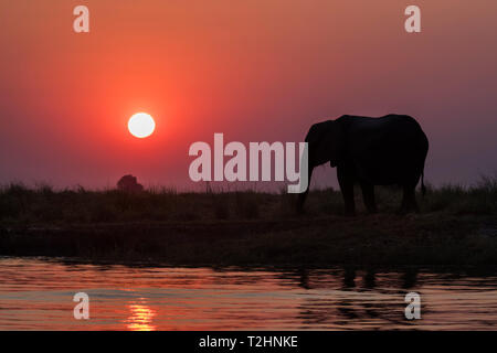 Gli elefanti africani, Loxodonta africana, al tramonto, il fiume Chobe, Botswana, Sud Africa Foto Stock