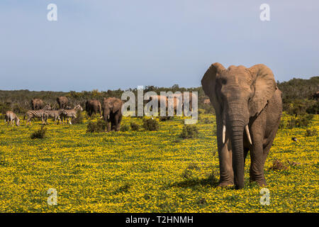 Gli elefanti africani, Loxodonta africana, fiori in primavera, Addo Elephant national park, Capo orientale, Sud Africa Foto Stock