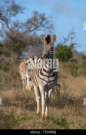 Le pianure zebra, Equus quagga, iMfolozi Game Reserve, KwaZulu-Natal, Sud Africa Foto Stock