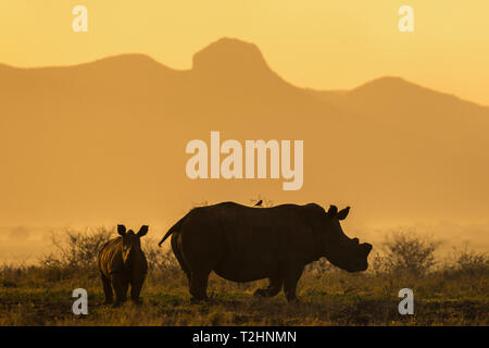 White Rhino, Ceratotherium simum, vitelli e di mucca, Zimanga riserva privata, KwaZulu-Natal, Sud Africa Foto Stock