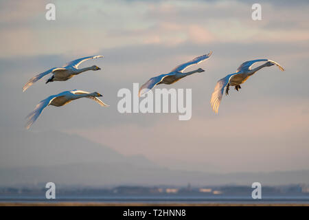 Whooper cigni, Cygnus cygnus, in volo, Caerlaverock WWT riserva, Dumfries and Galloway, Scotland, Regno Unito, Europa Foto Stock