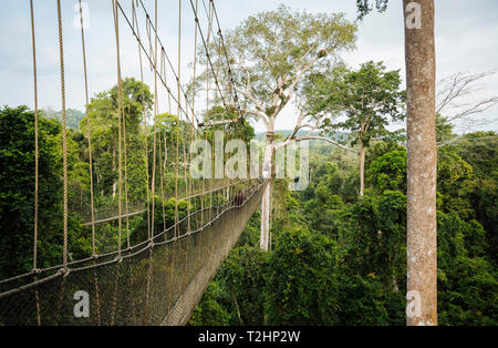I turisti sul pontile attraverso la foresta pluviale tropicale nel Kakum National Park, Ghana, Africa Foto Stock