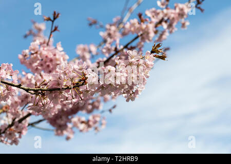 Primo piano della fioritura dell'albero dei ciliegi di Prunus Sargentii nel Regno Unito durante la primavera, Inghilterra, Regno Unito Foto Stock