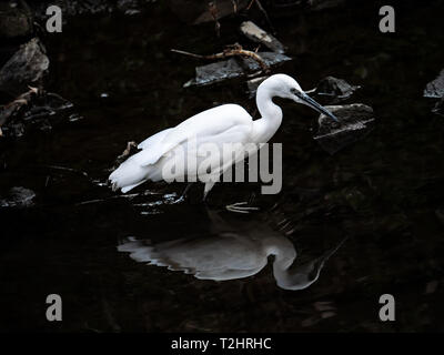 Un giapponese garzetta, Egretta garzetta, o kosagi in giapponese, wades in un fiume di Yamato, Kanagawa, Giappone. Foto Stock