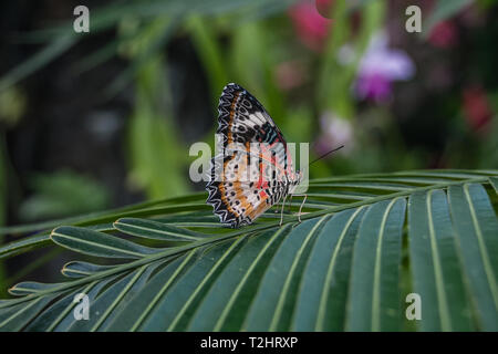 Il malese lacewing (Cethosia hypsea hypsina) su una foglia di pianta Foto Stock