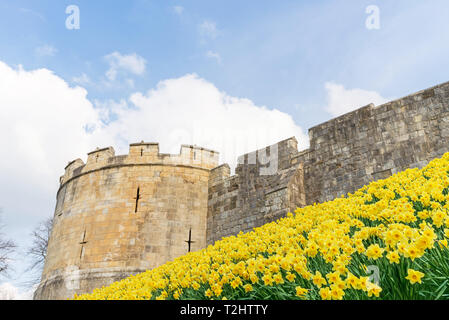 Le famose mura di York con un terrapieno ricoperto con un host di narcisi. Vi è un cielo blu con nuvole sopra. Foto Stock