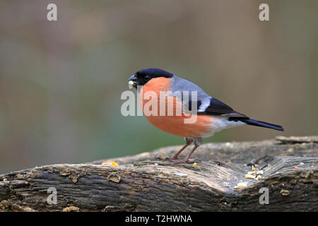 Maschio adulto Bullfinch, Pyrrhula pyrrhula, mangiare sementi sul decadimento di un ramo di albero, Inghilterra, Regno Unito. Foto Stock