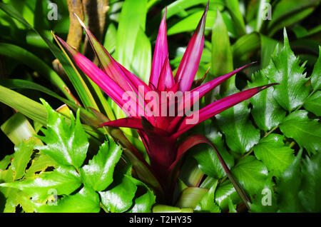 Bromeliad nella giungla dell'America Foto Stock