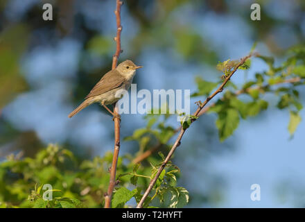 Eurasian Reed Trillo arroccato su una canna di lampone Foto Stock