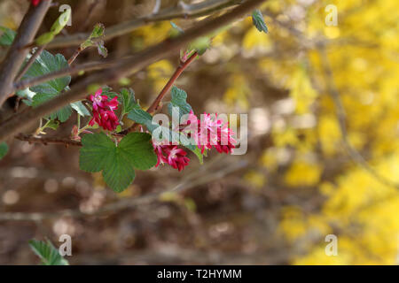 Ribes sanguineum ribes fiore fiorisce in primavera. Foto Stock