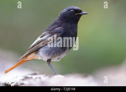 Maschio nero Redstart vicino shot con sfondo sfocato Foto Stock