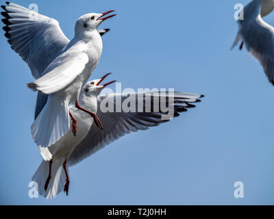 Un gregge di nero-tailed gabbiani che vola al di sopra della Baia di Tokyo sulla Yokohama vicino lungomare Yamashita Park. In giapponese, questi abbondante e popolari sono uccelli Foto Stock