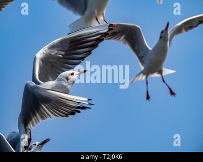 Un gregge di nero-tailed gabbiani che vola al di sopra della Baia di Tokyo sulla Yokohama vicino lungomare Yamashita Park. In giapponese, questi abbondante e popolari sono uccelli Foto Stock