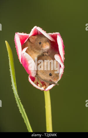 Due topi raccolto (Micromys minutus), un piccolo mammifero o specie di roditori. Simpatici animali in rosa e bianco a tulip flower. Foto Stock